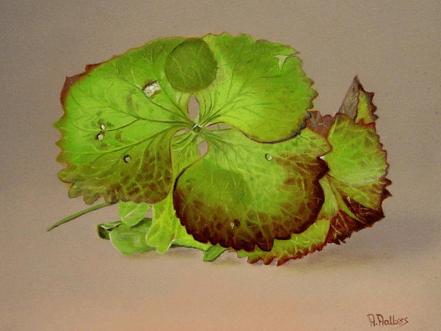 Bloem van de hortensia