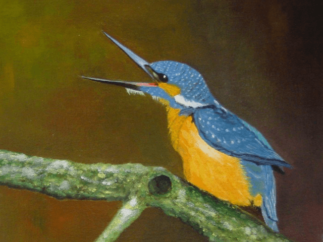 Ijsvogel op tak