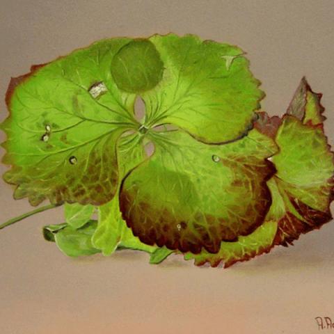 Bloem van de hortensia